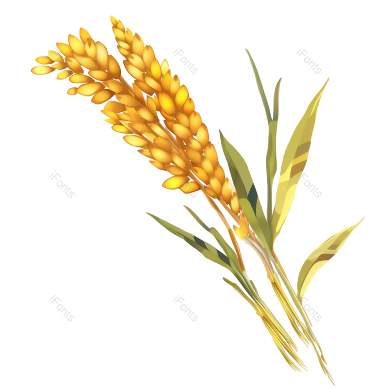 芒种图片,小满元素,麦子PNG,丰收免抠素材